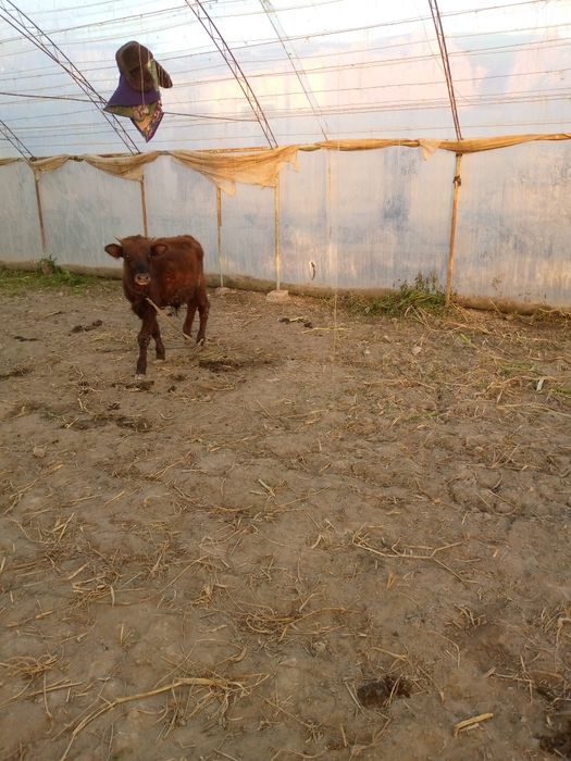 Букачалар сотилади , уйни моли