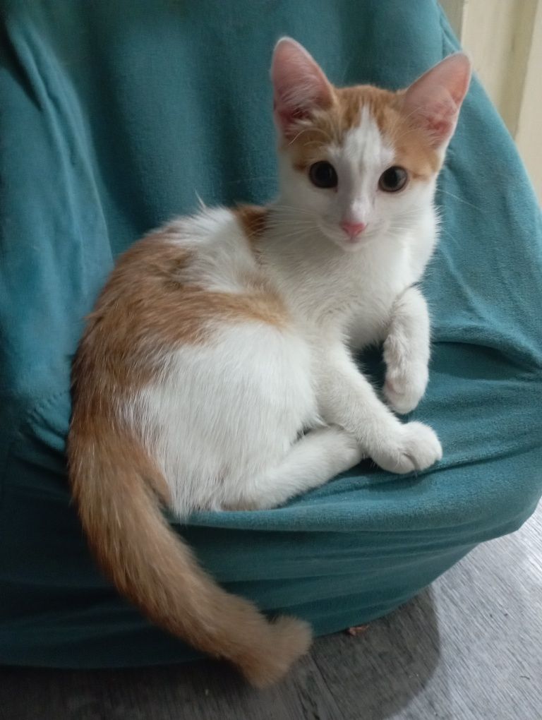 Отдам котят бесплатно