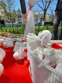 Porumbei albi pt nunți