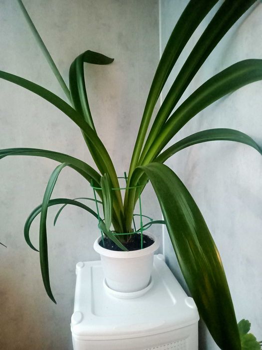 Продам цветы гиппеаструм