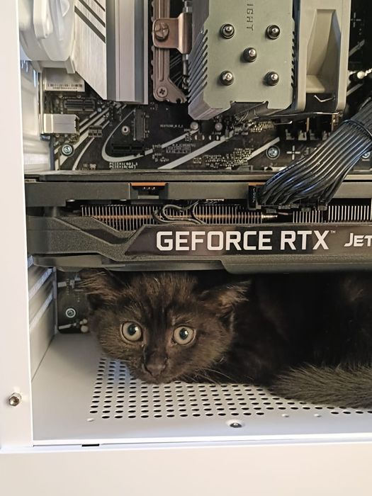 Отдам котёнка девочку