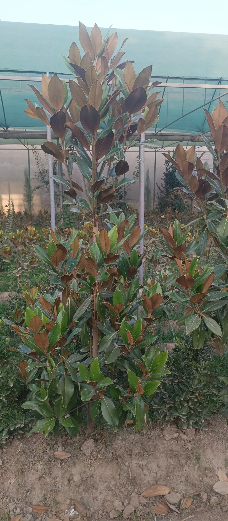 Magnolia glandiflora Italian