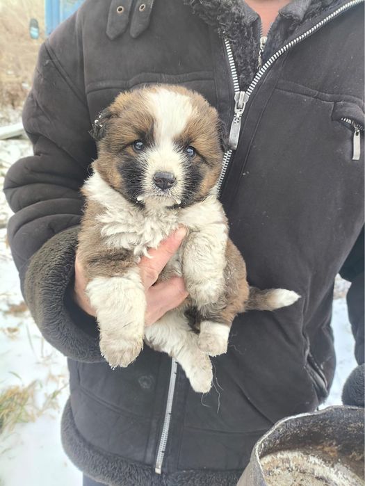 Щенки в поисках дома