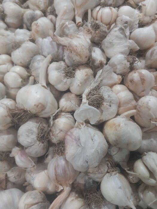 Usturoi de pus în pământ