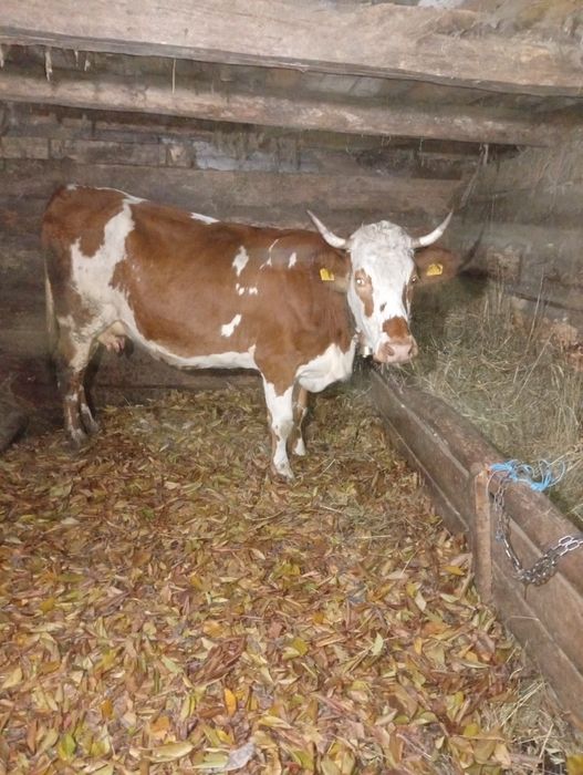 Vând vaci de cinci ani.