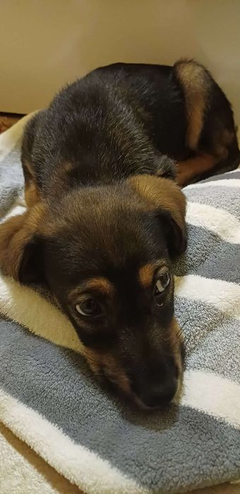 Подарявам малко кученце