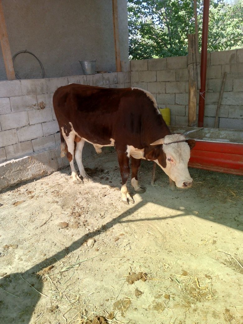 Semental mol buqqa