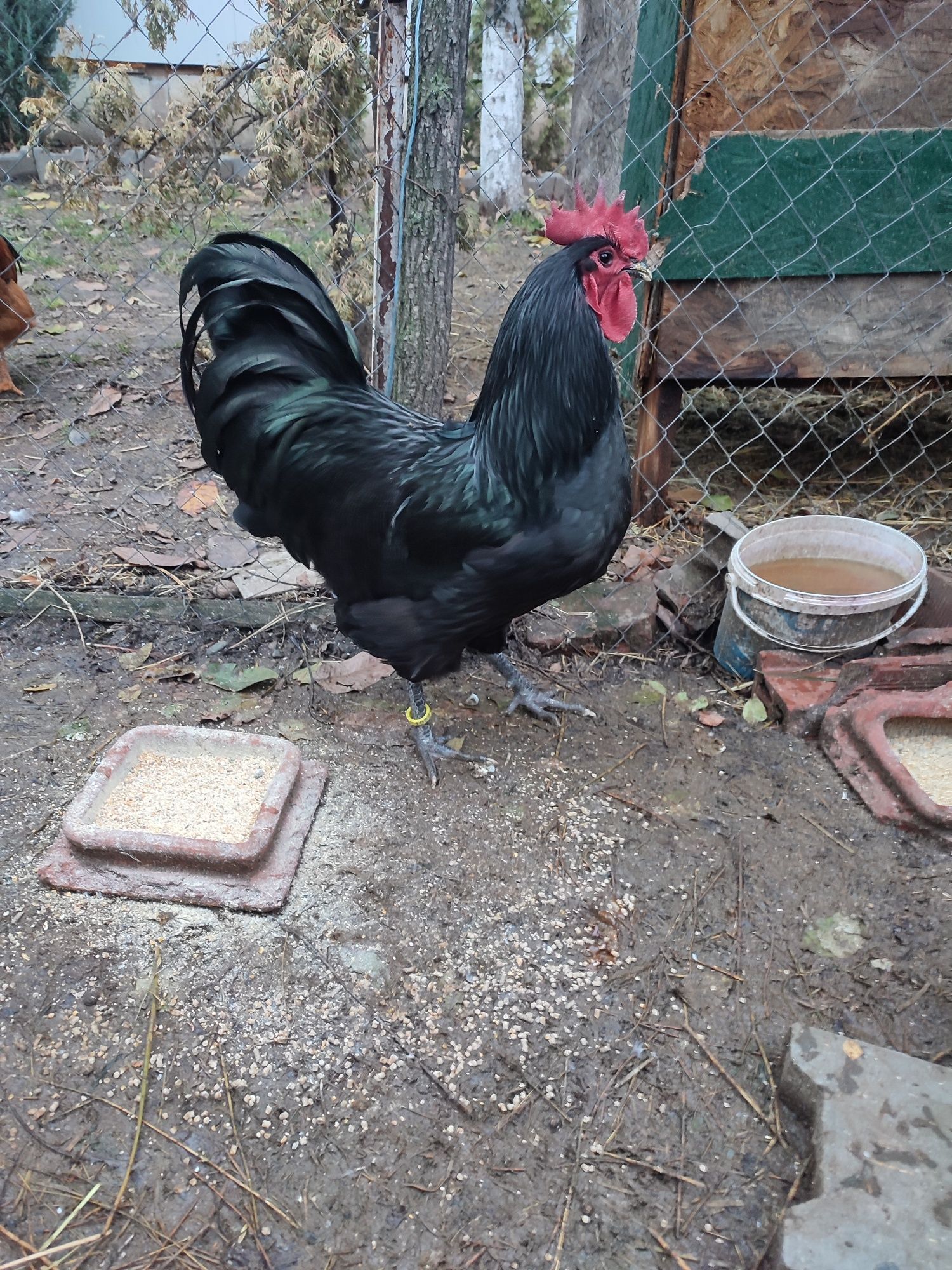 Australorp ouă incubat