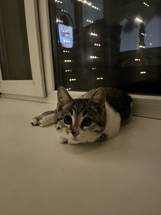 одам даром кошку