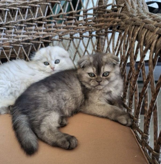 чисто кровный серебристая шиншилла