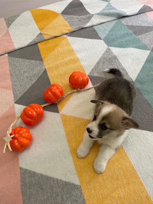 Щенки Корги готовятся к продаже