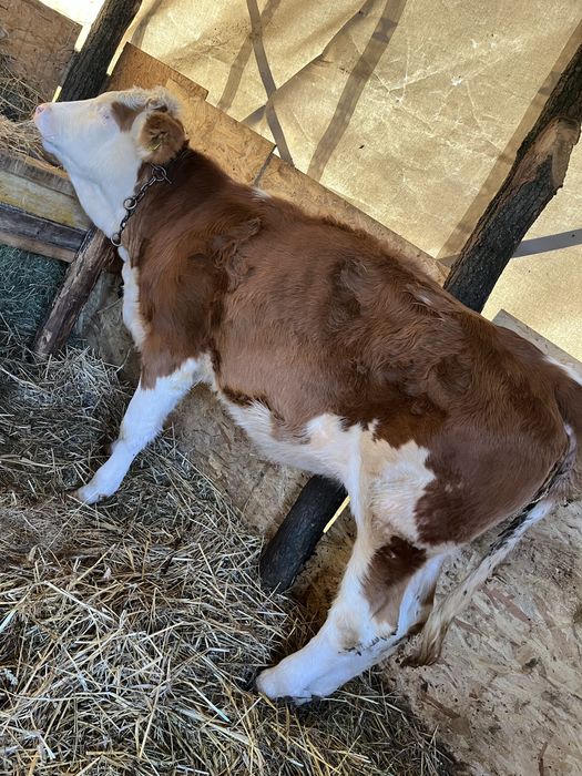 Vand vițea balțata