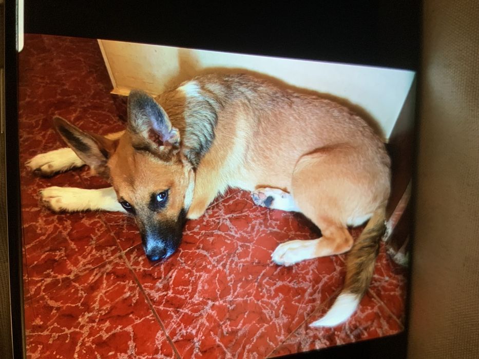 Белгийски овчарки мъжка и женска.