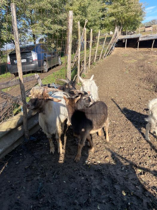 De vanzare capre ( 4 femele si 1 mascul)