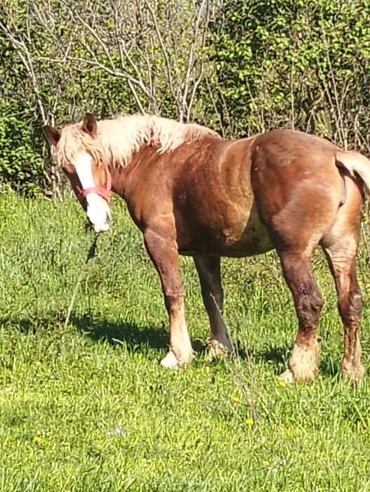 Mânză de 3 ani jumate de vânzare 5000 euro