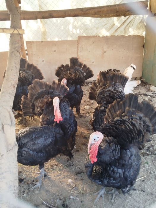 8 ойли эркак куркала сотилади