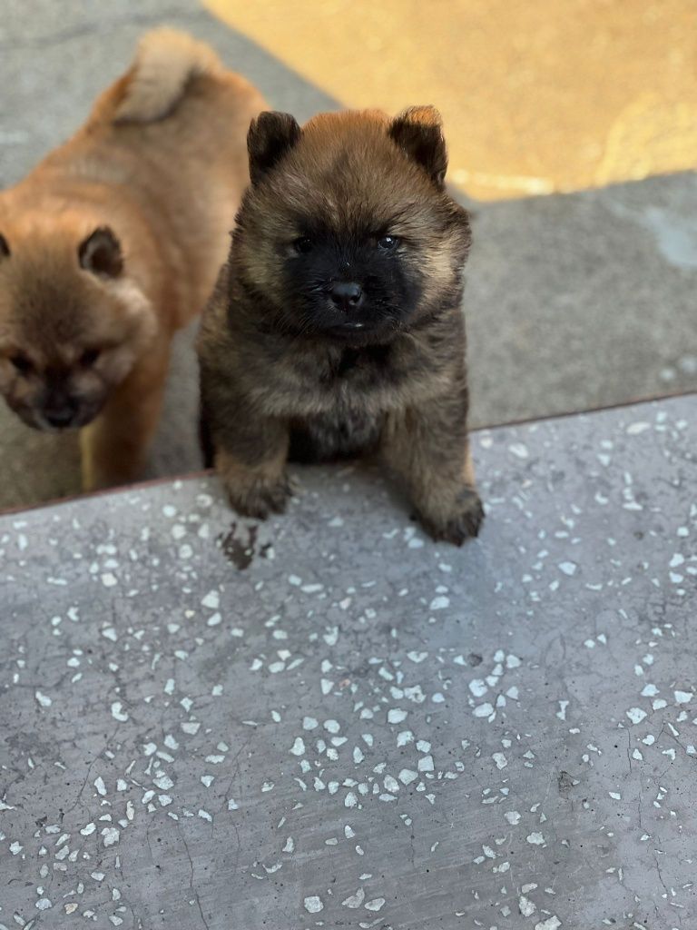 Vand pui Chow Chow