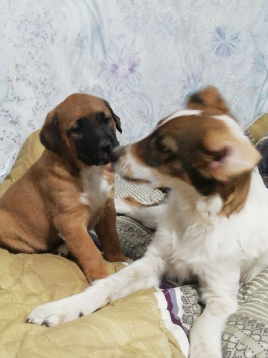 Щенята в добрые руки