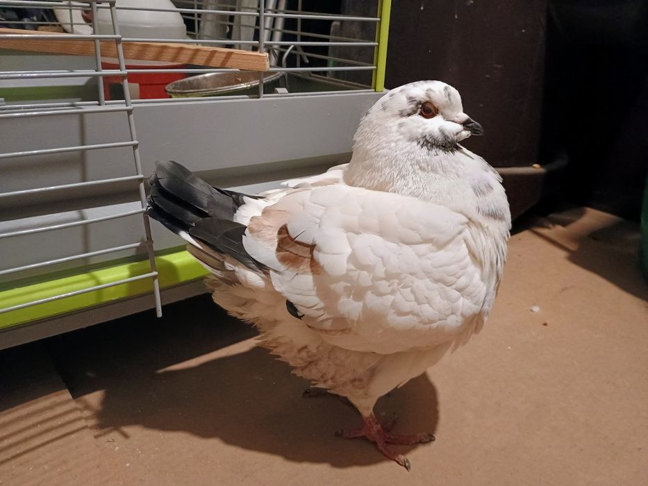 Гълъби чифт -Американски Кинг