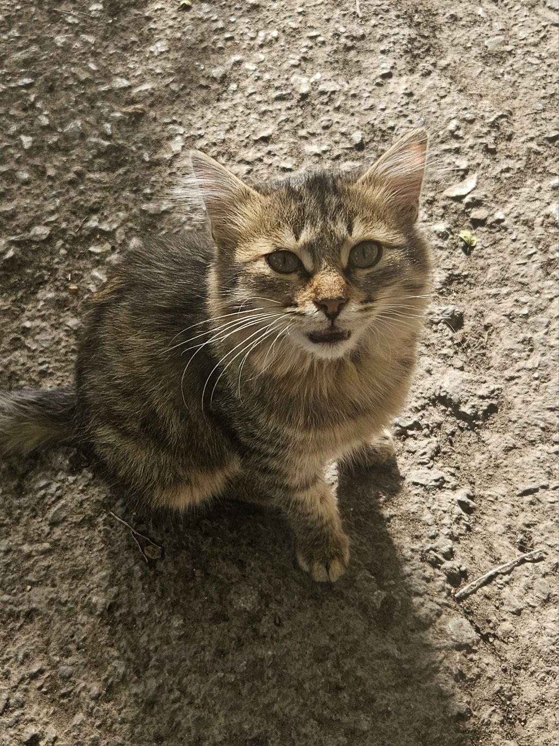 Котёнок ДЕВОЧКА 5 месяцев