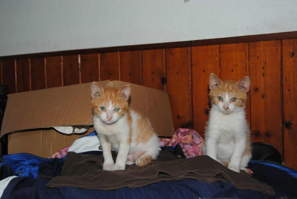 Подарявам котенца