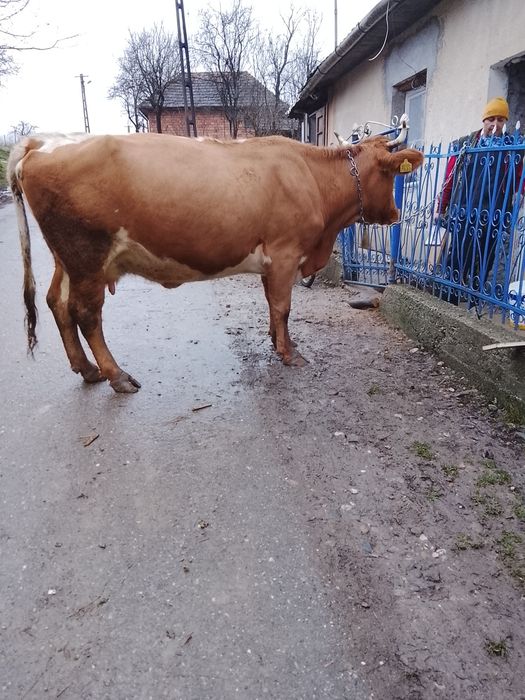 Vaca este in garanție