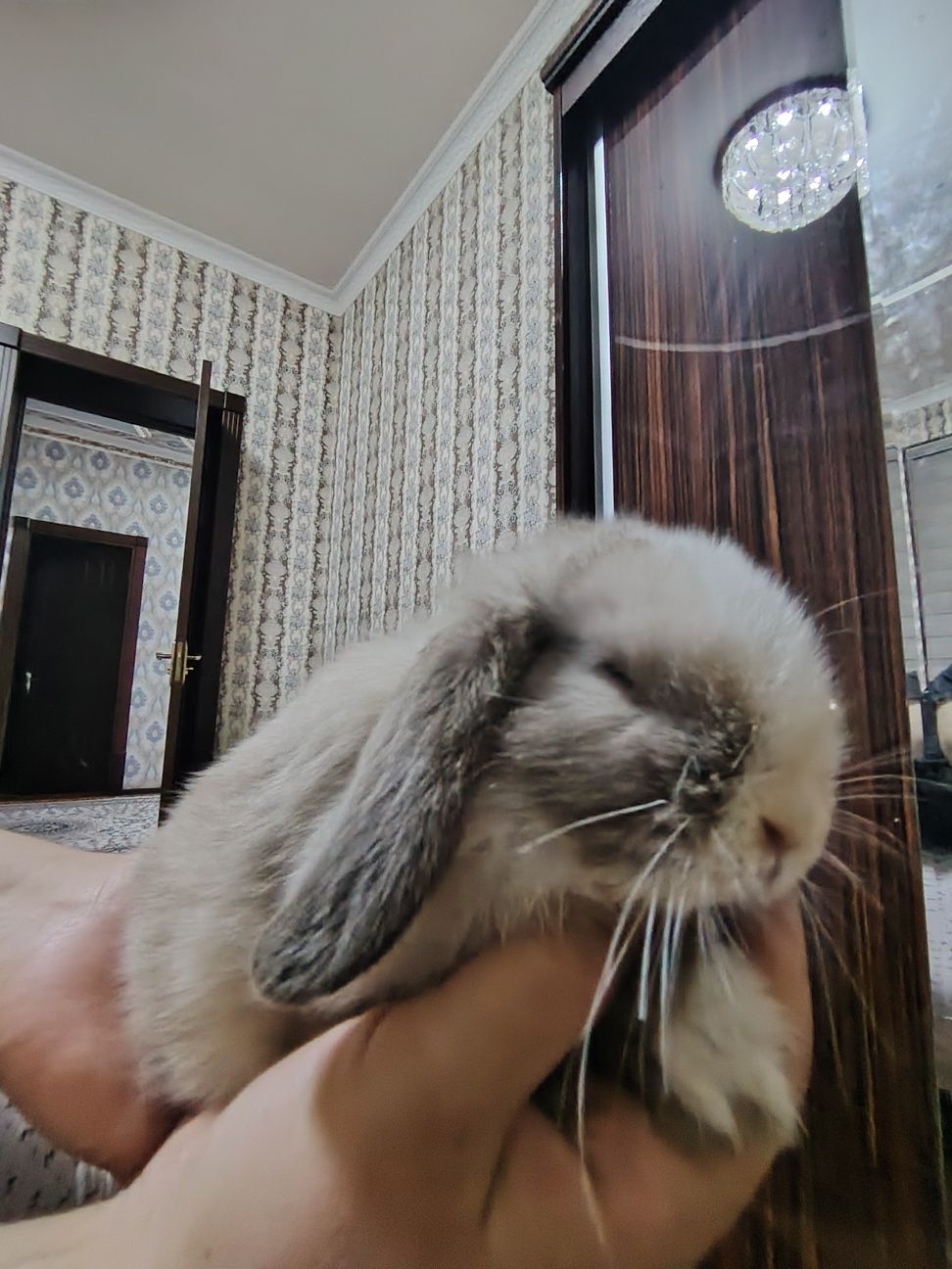 Карлик кўён она бола
