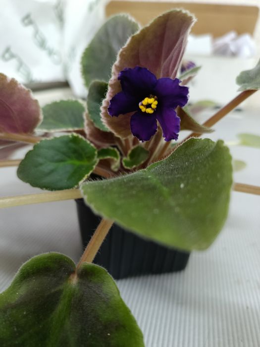 Продам фиалки цветущие