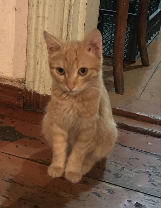 Отдам котят в добрые и заботливые руки