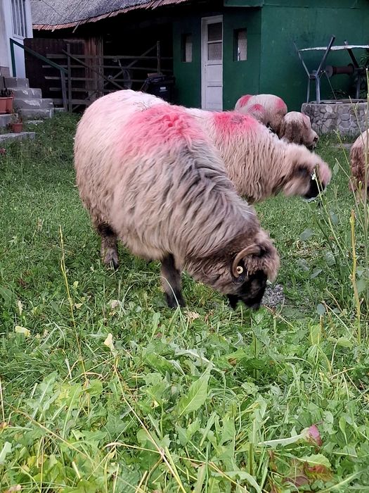 5 oi turcane de vanzare