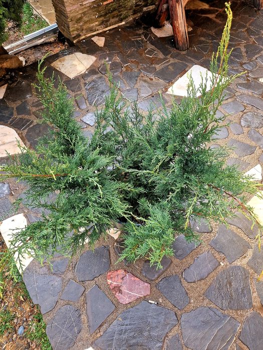 Poze reale  !!! Palmier, photinia red robin, ienupar tarator, buxus