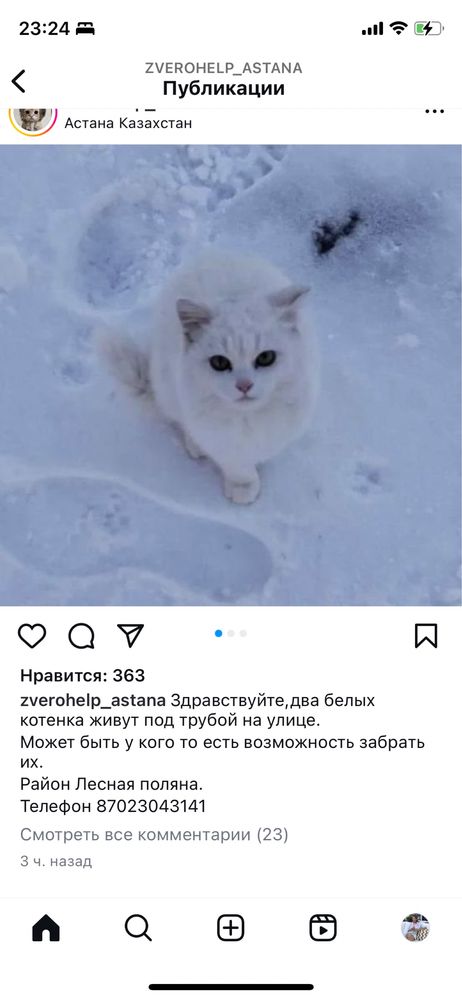 Кошка породистая