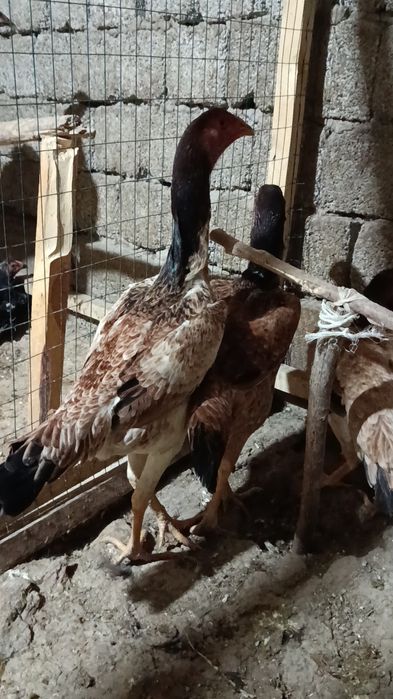 Дакан жўжа макиёнлар