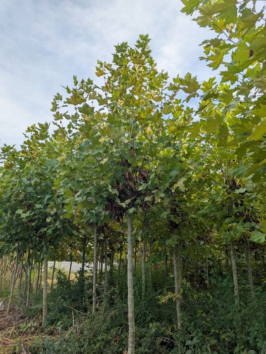 Vând mesteacăn alb soiul betula