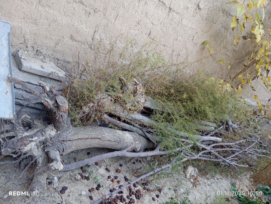 1ta ЗИЛ O'tinlar 1 million so'm hammasi