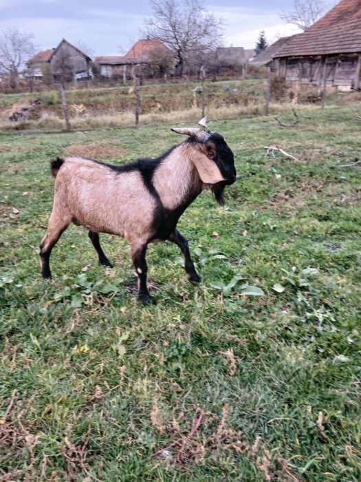 Tap nubian de vanzare