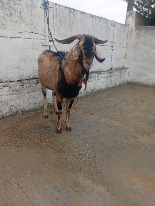 Țap de monta adolubian