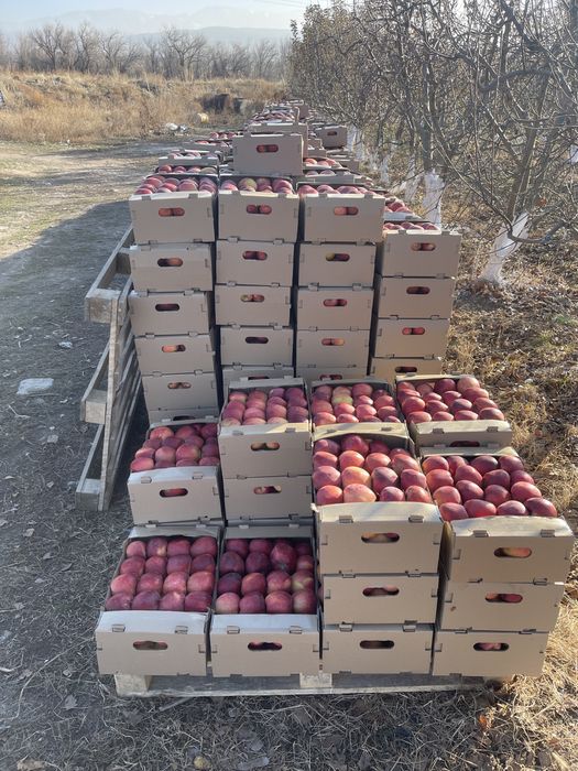 Яблоки оптом америкака айдаред