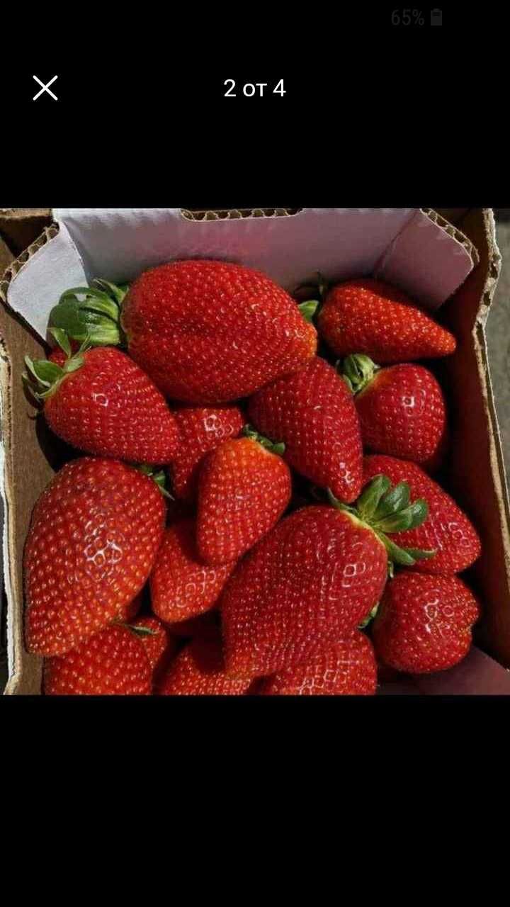 продавам расад ягоди