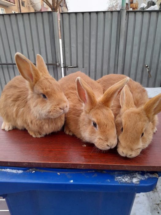 Продам бургундских кроликов