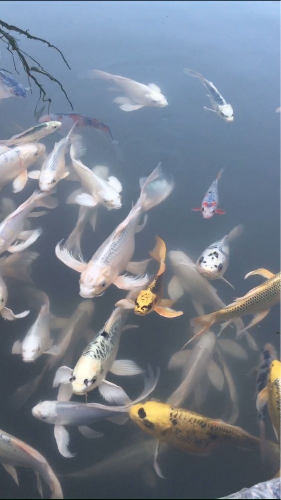Коя кое кои аранда камета рыбки koya koi