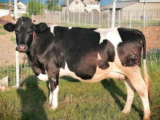 Vaca Gestanta in 6 luni.