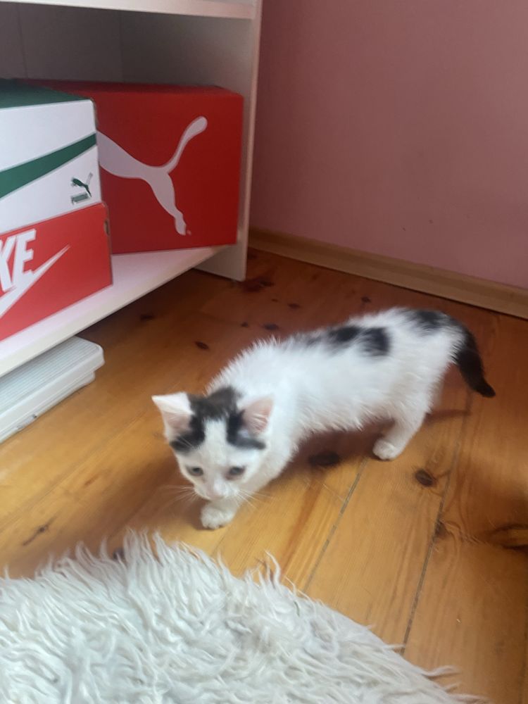 Подарявам котенце на 3 месеца.