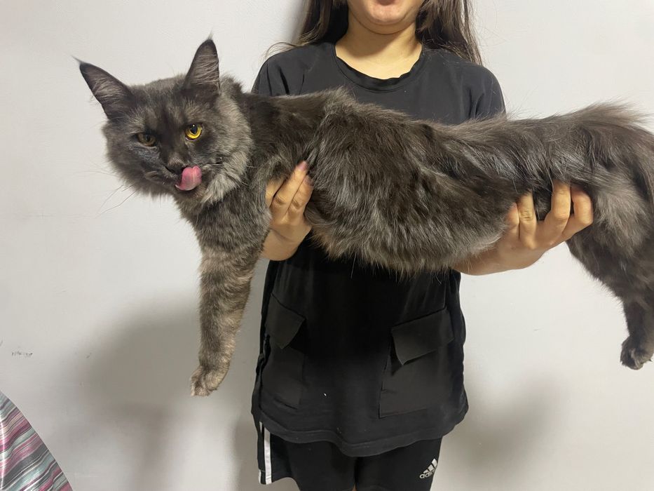 Котята Мейнкун  на продажу