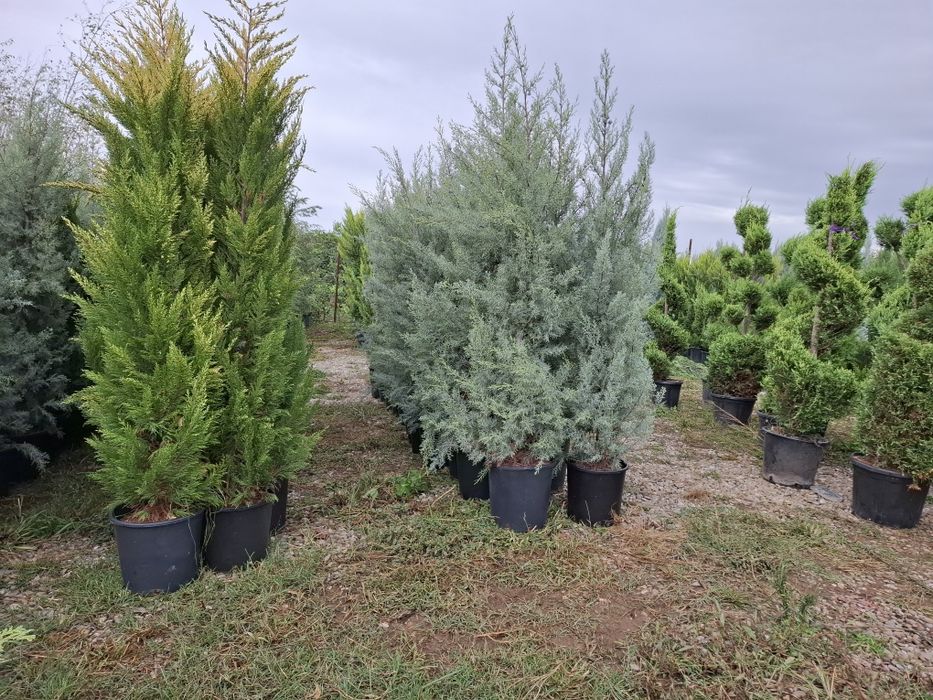 Brazi  și leilandi ieftini  ,,OFERTĂ