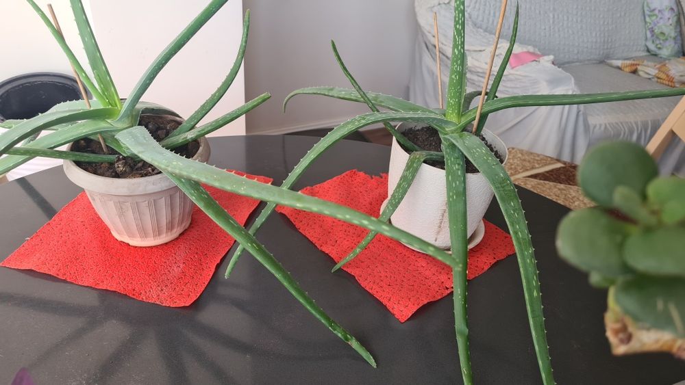 Алое вера цветы в  новых горшках