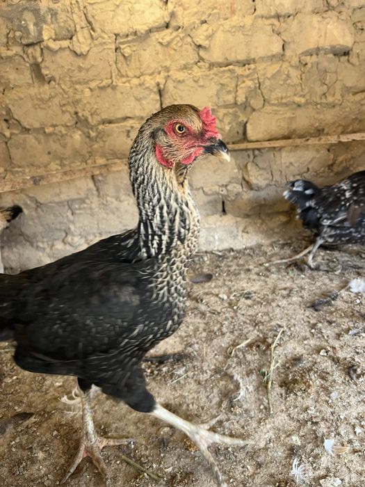 tovu brama uheyil  jojala