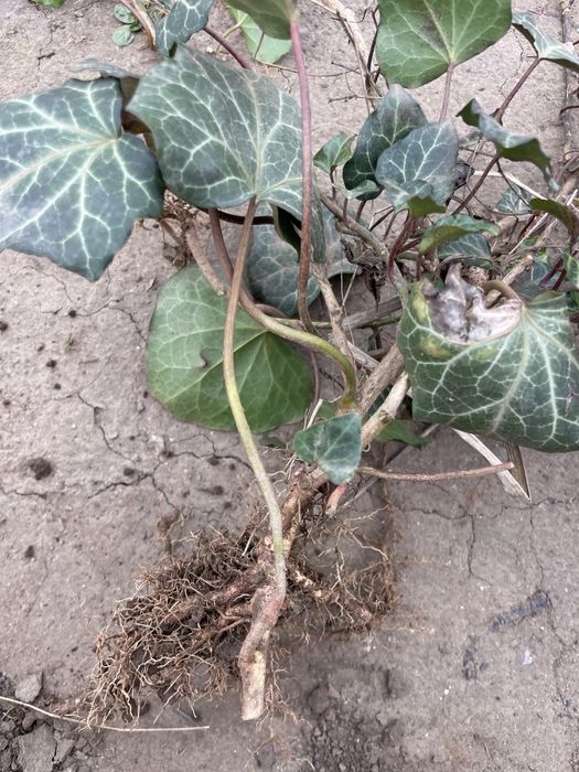 Iedera vesnic verde / Hedera helix -minim 50 cm