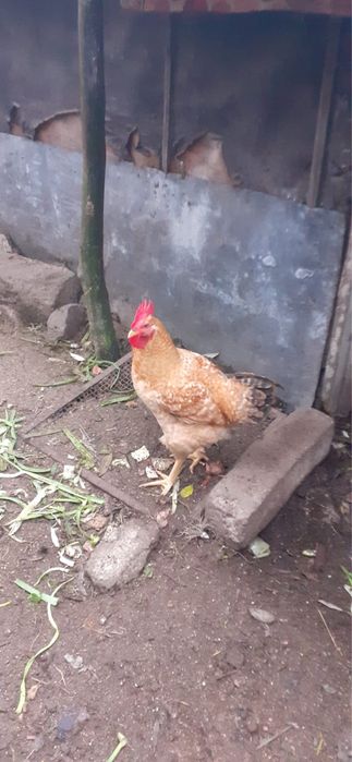 Cocosi kabir si australop