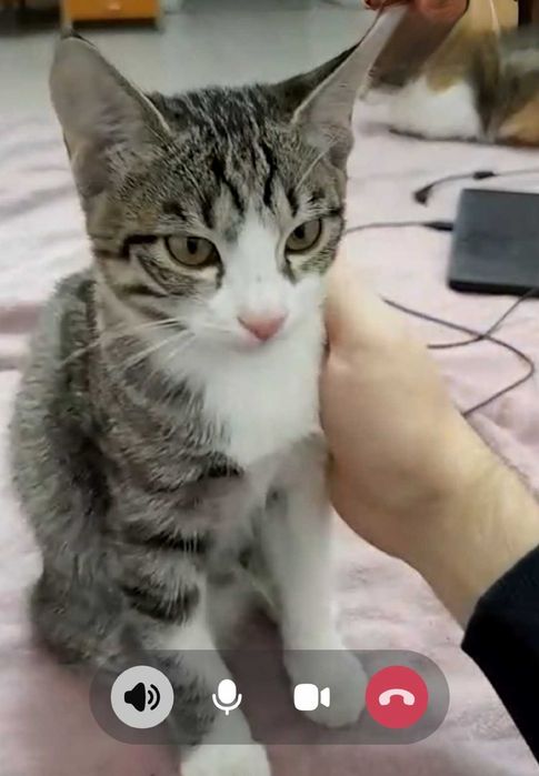 Отдам котёнка, мальчика, в добрые руки